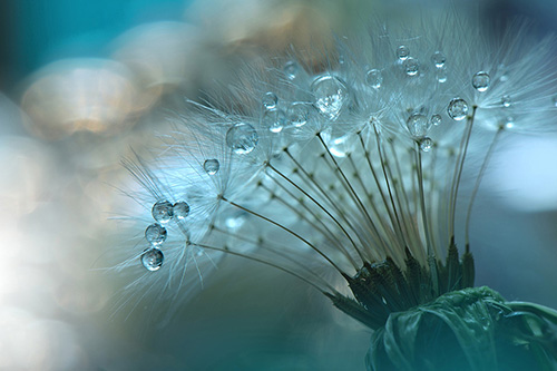 Blumenbilder