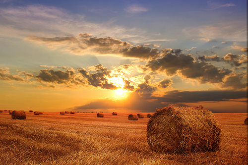 Tableaux représentant d'autres paysages