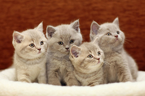 Tableaux avec des chiens et des chats, etc