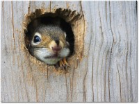 Farbversion: original