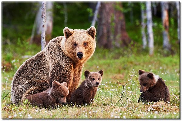 canvas-leinwandbild, braun, grun, tiere, wildtiere
