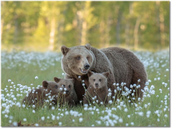 canvas-leinwandbild, baeren, braun, gras, grun, tiere, wildtiere