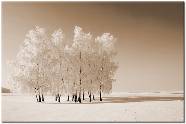 canvas-leinwandbild, andere-landschaften, baeume, blau, blumen, landschaft, schnee, schwarz, weiss, winter
