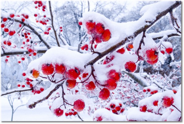canvas-leinwandbild, blumen, braun, fruchte, rot, schnee, weiss, winter