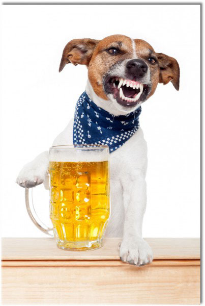 canvas-leinwandbild, blau, braun, essen-getranke, gelb, grau, hunde-katzen, orange, sonstiges, tiere, verschiedene, weiss