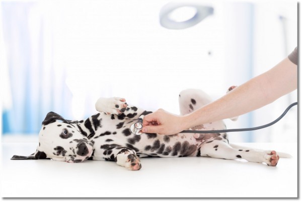 canvas-leinwandbild, aerzte, dalmatiner, gesundheit, hunde, sonstiges, verschiedene