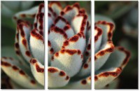 Leinwandbild 3 Teile
