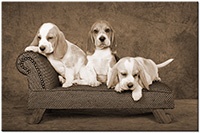 Farbversion: sepia