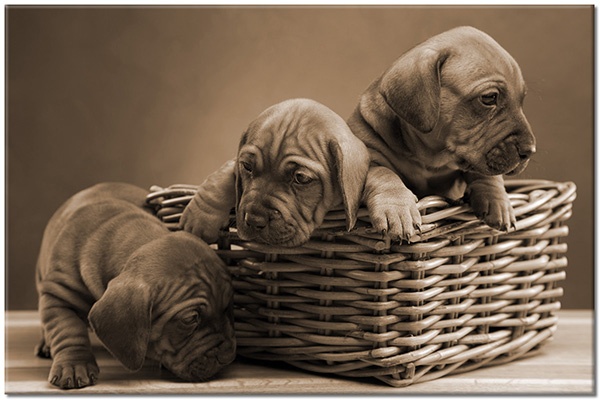 canvas-leinwandbild, beige, braun, hunde, hunde-katzen, tiere