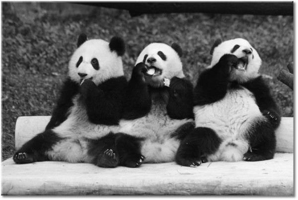 canvas-leinwandbild, baeren, beige, grau, lustig, panda, schwarz, schwarz-weiss, tiere, weiss, wildtiere