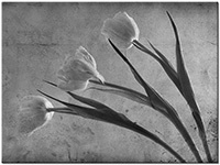 Farbversion: schwarz-weiss