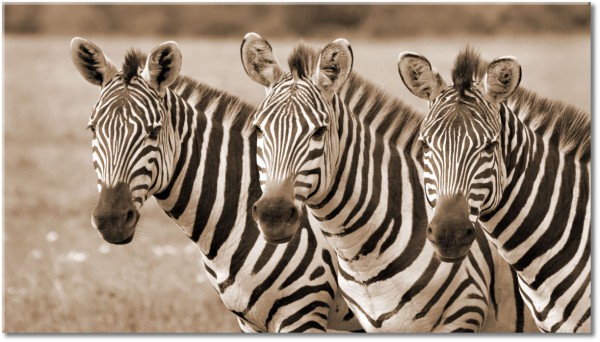 canvas-leinwandbild, giraffen, lustig, tiere, wildtiere