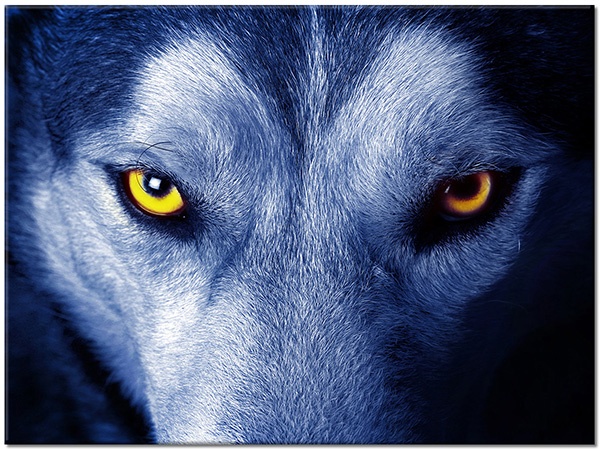 canvas-leinwandbild, blau, grau, orange, schwarz, tiere, violett, wildtiere