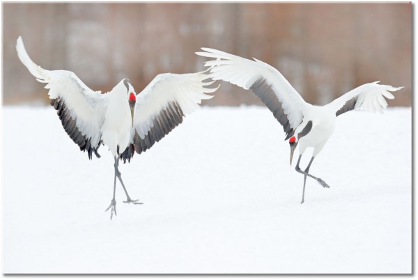 canvas-leinwandbild, beige, grau, kraene, lustig, rot, schnee, tanz, tiere, vogel-fische-insekten, weiss, winter