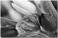 Farbversion: schwarz-weiss