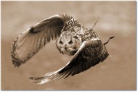 Farbversion: sepia
