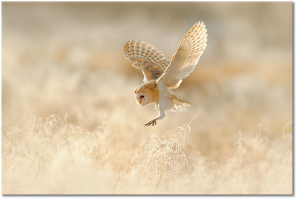 canvas-leinwandbild, beige, tiere, vogel-fische-insekten