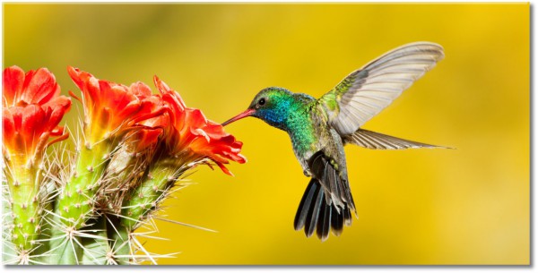 canvas-leinwandbild, blau, cyan, flug, grau, grun, kakteen, kolibris, orange, rot, tiere, vogel-fische-insekten
