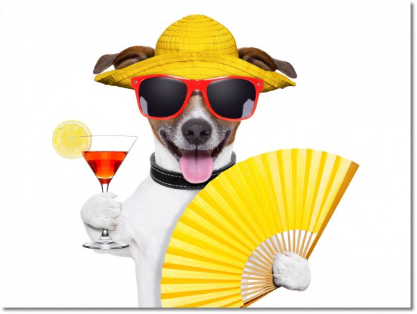 canvas-leinwandbild, bars, braun, cocktails, essen-getranke, gelb, getraenke, hunde-katzen, lustig, orange, rot, sonstiges, tiere, tourismus, verschiedene, weiss