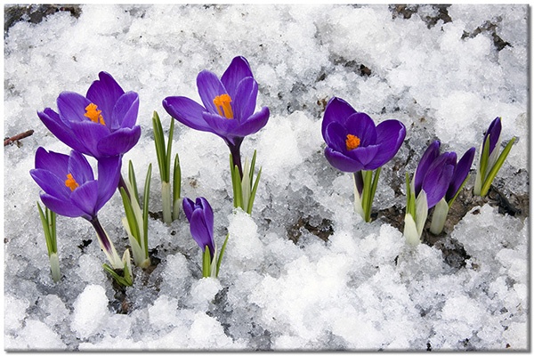 canvas-leinwandbild, blumen, fruehling, grun, krokusse, schnee, violett, weiss
