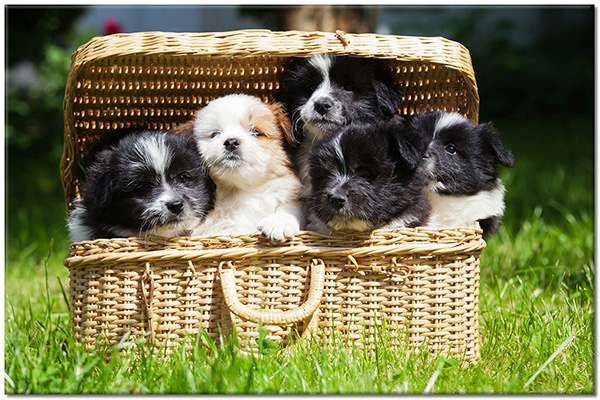 canvas-leinwandbild, beige, braun, grau, grun, hunde-katzen, schwarz, tiere, weiss