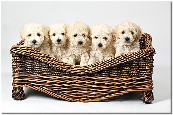 canvas-leinwandbild, beige, braun, grau, hunde, hunde-katzen, lustig, schwarz, tiere, weiss