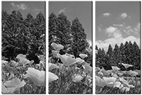 Leinwandbild 3 Teile