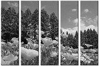 Leinwandbild 5 Teile