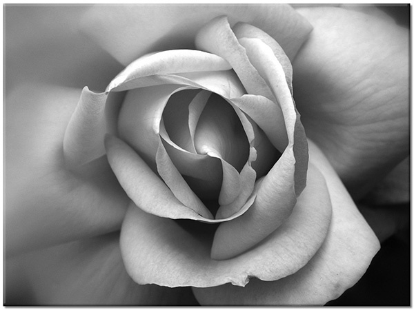 canvas-leinwandbild, blumen, gelb, rosen, violett