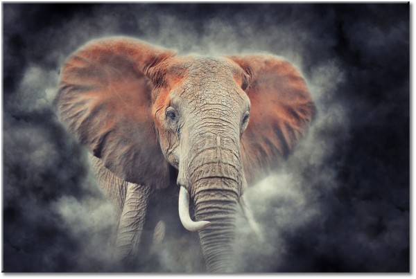 canvas-leinwandbild, braun, elefanten, orange, schwarz, tiere, wildtiere