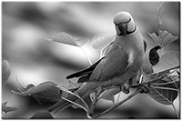 Farbversion: schwarz-weiss