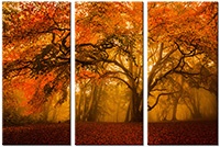 Leinwandbild 3 Teile