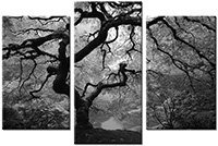 Leinwandbild 3 Teile