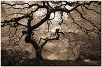 Farbversion: sepia