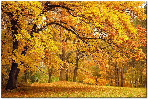 canvas-leinwandbild, baeume, blumen, braun, gelb, grun, herbst, landschaft, orange, waelder, walder