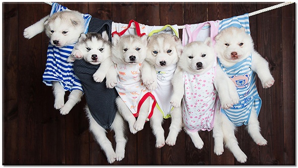canvas-leinwandbild, blau, braun, hunde, hunde-katzen, husky, kinder, lustig, tiere, weiss