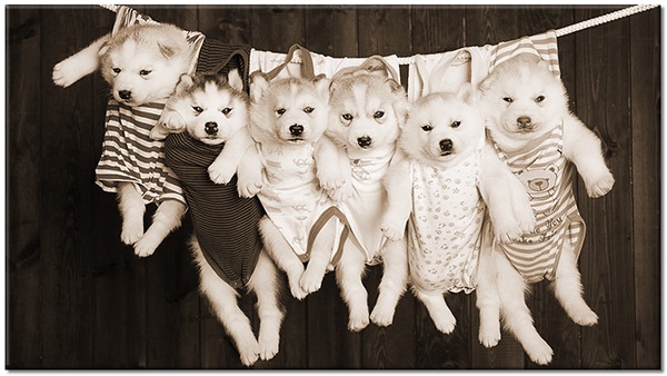 canvas-leinwandbild, blau, braun, hunde, hunde-katzen, husky, kinder, lustig, tiere, weiss