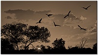 Farbversion: sepia