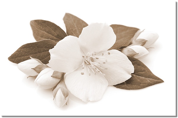 canvas-leinwandbild, blumen, grun, jasmin, stillleben, weiss