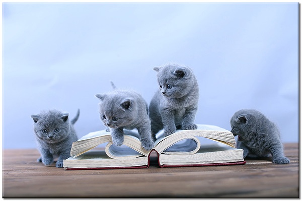 canvas-leinwandbild, blau, braun, hunde-katzen, tiere, weiss
