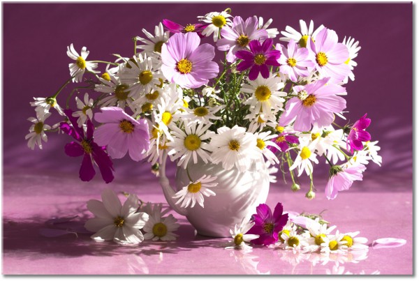 canvas-leinwandbild, blumen, stillleben, violett, weiss