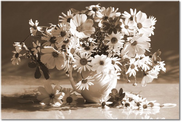 canvas-leinwandbild, blumen, stillleben, violett, weiss