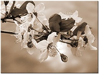 Farbversion: sepia