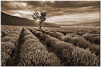 Farbversion: sepia