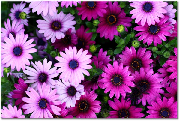 canvas-leinwandbild, blumen, grun, pink, violett