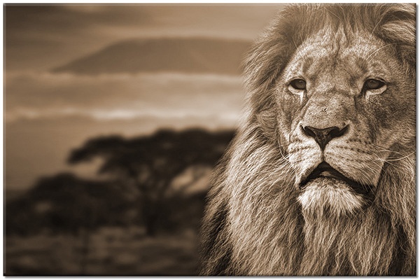 canvas-leinwandbild, braun, gelb, grau, loewen, orange, tiere, wildtiere