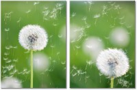 Leinwandbild 2 Teile