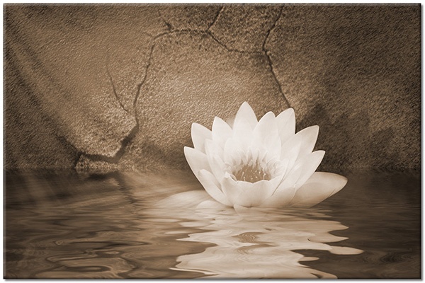 canvas-leinwandbild, blau, blumen, feng-shui-zen, gelb, lotus, orange, spiegelung, wasser, weiss