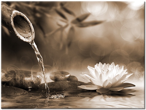 canvas-leinwandbild, bambus, blumen, felsen, feng-shui-zen, grau, grun, lotus, schwarz, violett, wasser, weiss