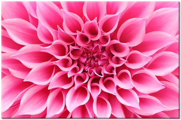 canvas-leinwandbild, bluetenblaetter, blumen, dahlie, pink, rot